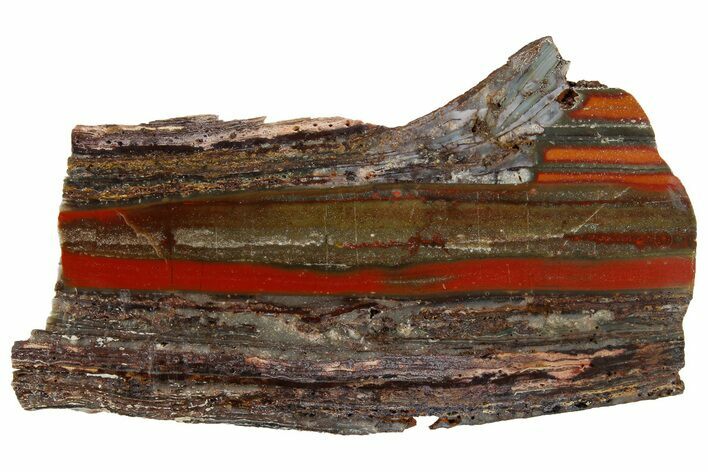 Stromatolite Slice - Pilbara, Australia ( Billion Years) #180176